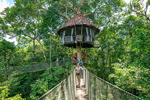 Tree house selva